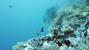 水下珊瑚礁和热带鱼类莱特菲利平鱼11秒视频