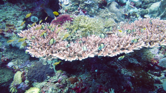 在水下的世界珊瑚礁莱特菲利平斯视频