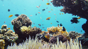 在水下的世界珊瑚礁莱特菲利平斯11秒视频