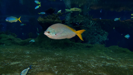 海洋中小鱼的水下摄像头视图视频