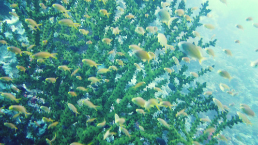 珊瑚礁与鱼在水下莱特菲利平斯视频