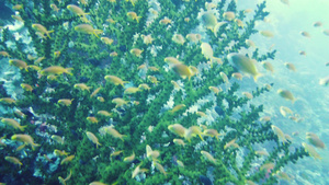 珊瑚礁与鱼在水下莱特菲利平斯17秒视频