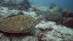 菲利平鱼水下绿海龟11秒视频