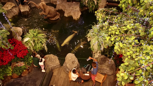 社论TheMallBangkapi巨巨骨舌鱼展示视频