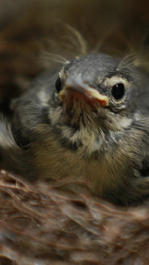 参芝小鸟珍稀动物27秒视频