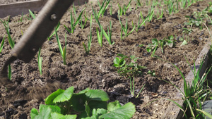 在草莓周围耕种地在花园床上用平板切刀和绿大蒜7秒视频