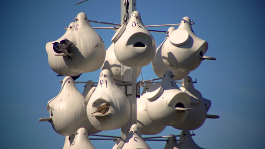 鸟类的巢穴登机港欧西奥usa视频