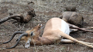 秃鹫食用羚羊尸体31秒视频