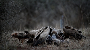 秃鹫在荒野中觅食18秒视频