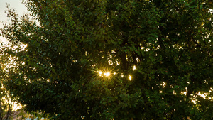 树叶之间的阳光照亮6秒视频
