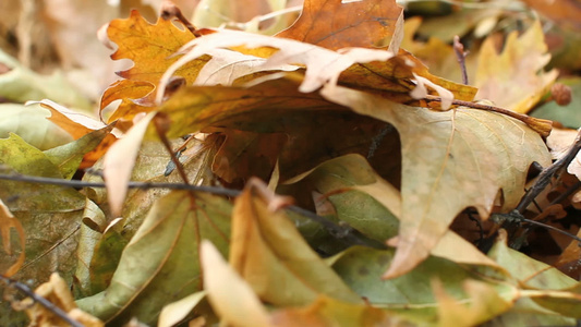 秋叶橡树叶视频