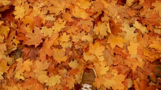 走在秋天公园森林的顶视图男人的双腿踩着落下的黄色枫叶视频
