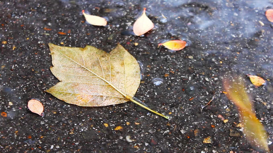 秋叶在雨中铺在人行道上的水坑里视频