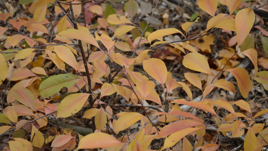 秋天公园黄色树叶的背景背景视频