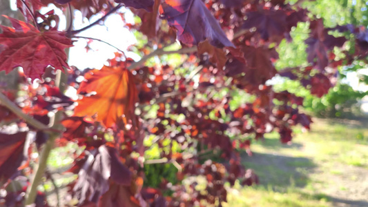 秋天树上的叶子视频