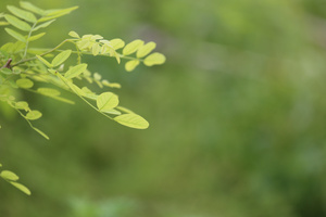 初夏绿荫50秒视频