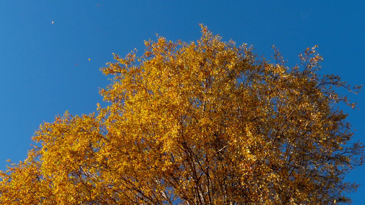 秋树天上有黄黄色的叶子视频