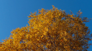 秋树天上有黄黄色的叶子30秒视频