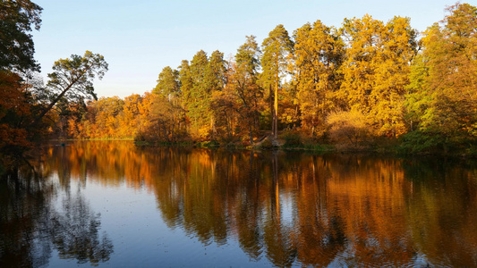湖水表面的秋树反射视频