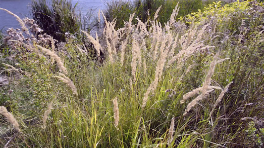 青草也被称为Reed草地视频