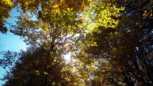 秋天的阳光照耀着森林树顶视频