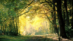 秋天在橡树公园落叶15秒视频