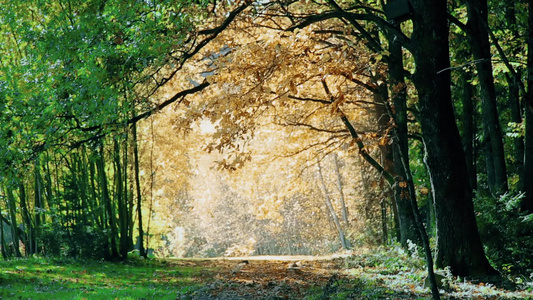 秋天在橡树公园落叶1920x1080视频