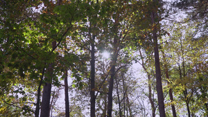 阳光在公园的彩色树叶上18秒视频