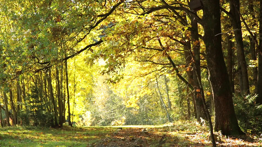 秋天橡树林落叶视频