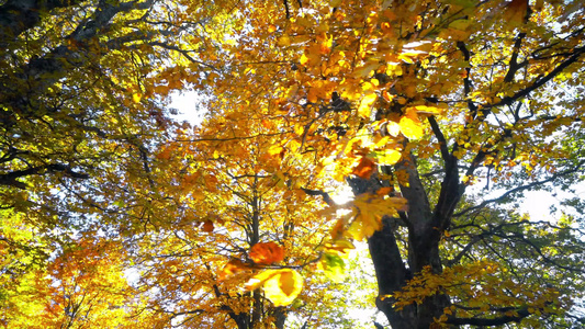 秋秋林树野外景观的自然背景视频