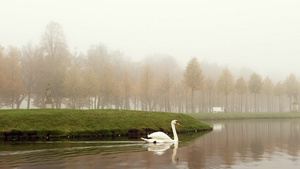 秋雾早晨什未林城堡公园的湖面上鹅天鹅和鸭子在水中游泳40秒视频