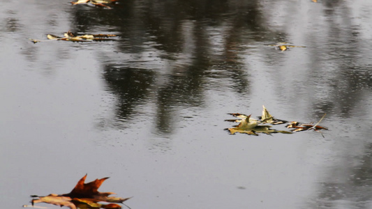 水中的秋叶视频