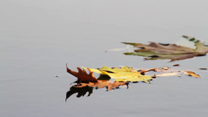 水中的秋叶24秒视频