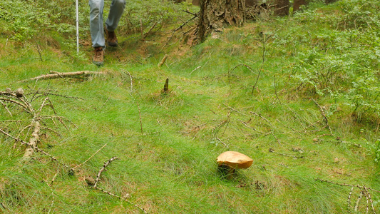 拄着药杖的人在森林草丛中发现蘑菇穿蓝色牛仔裤绿色风衣视频