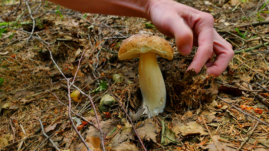 收集蘑菇的热情手用刀子砍掉林地上的蘑菇手小心切开干净视频