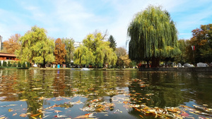 秋天在美丽的公园中水面上叶子树多彩21秒视频