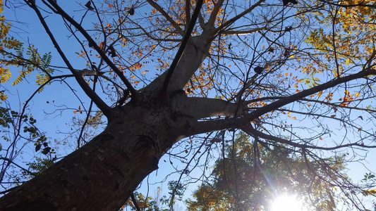 秋树叶和蓝天阳光照亮光露的树枝用相机稳定器射击视频