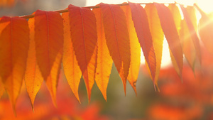 阳光明媚的秋树15秒视频