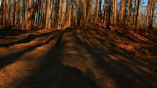 秋林中的阴影和树荫视频