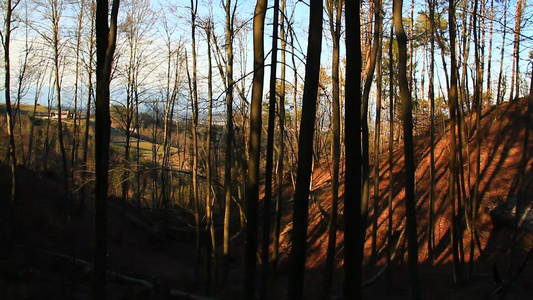 森林中令人感兴趣的阴影和树荫视频