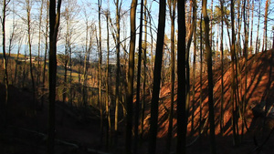森林中令人感兴趣的阴影和树荫11秒视频