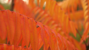 泛红树叶在风中摇摆15秒视频