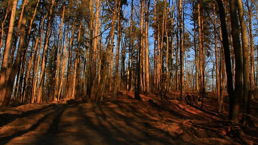 森林中令人感兴趣的阴影和树荫视频
