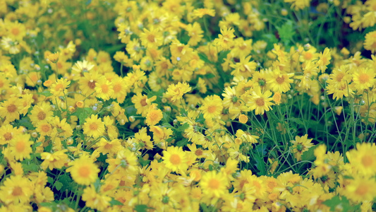 黄色的菊花花园里盛开的花朵植物区系自然背景视频