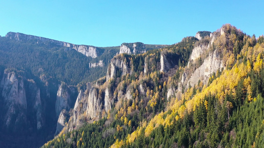 秋天山地貌有黄色的红灯树和喀尔巴阡山岩石形成视频