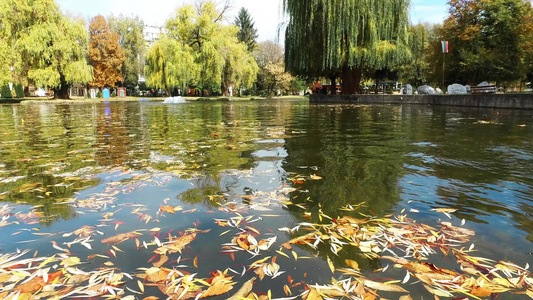 公园池塘表面许多秋叶和树木反射的印象主义抽象总结以视频