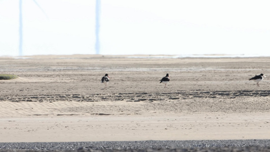 炎热夏季河流滩涂上的水鸟视频