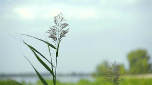 瑞哈拉蒂弗利亚花朵19秒视频