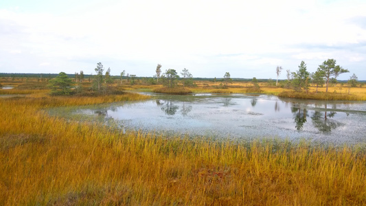 黄沼泽在秋天散步时的景色视频