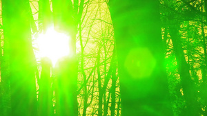 秋天的森林和太阳12秒视频